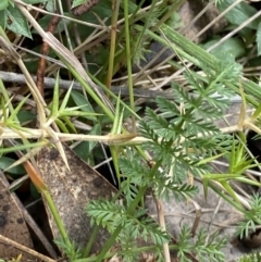 Oreomyrrhis eriopoda at Cotter River, ACT - 14 Apr 2023 10:45 AM