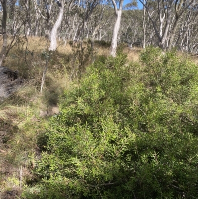 Persoonia subvelutina (Velvety Geebung) at Cotter River, ACT - 14 Apr 2023 by Tapirlord