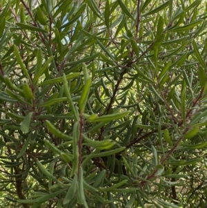 Persoonia subvelutina at Cotter River, ACT - 14 Apr 2023