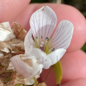 Gentianella muelleriana subsp. jingerensis at Cotter River, ACT - 14 Apr 2023