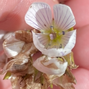 Gentianella muelleriana subsp. jingerensis at Cotter River, ACT - suppressed