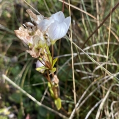 Gentianella muelleriana subsp. jingerensis at Cotter River, ACT - suppressed