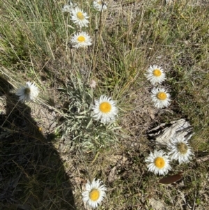 Leucochrysum alpinum at Cotter River, ACT - 14 Apr 2023