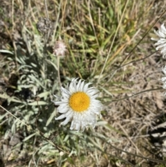 Leucochrysum alpinum at Cotter River, ACT - 14 Apr 2023 10:22 AM