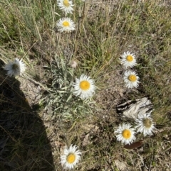 Leucochrysum alpinum at Cotter River, ACT - 14 Apr 2023 10:22 AM