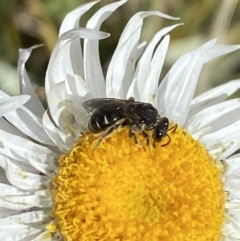 Lasioglossum (Chilalictus) sp. (genus & subgenus) (Halictid bee) at Cotter River, ACT - 14 Apr 2023 by Tapirlord