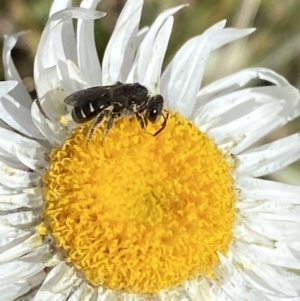 Lasioglossum (Chilalictus) sp. (genus & subgenus) at Cotter River, ACT - 14 Apr 2023 10:22 AM