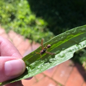 Ropalidia plebeiana at Spence, ACT - 23 May 2023 02:21 PM