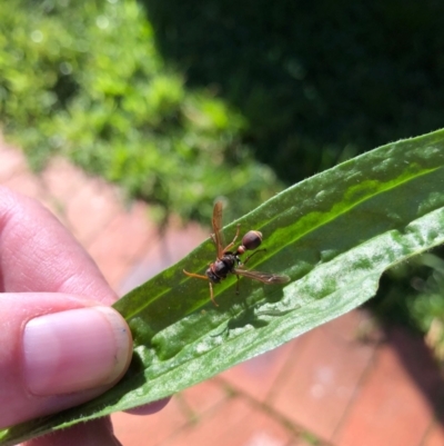 Ropalidia plebeiana (Small brown paper wasp) at Spence, ACT - 23 May 2023 by Watermilli