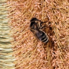 Unidentified Bee (Hymenoptera, Apiformes) at Wodonga, VIC - 15 May 2023 by KylieWaldon