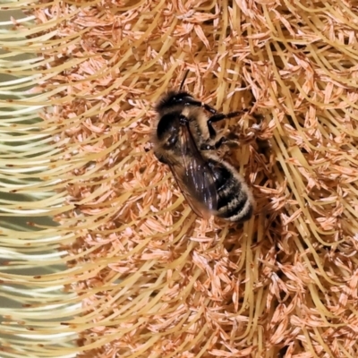 Apis mellifera at Wodonga - 15 May 2023 by KylieWaldon