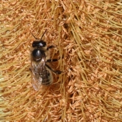 Apis mellifera at Wodonga, VIC - 15 May 2023 10:19 AM
