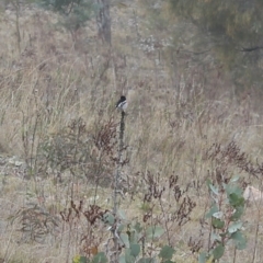 Petroica boodang at Pearce, ACT - 23 May 2023 10:34 AM