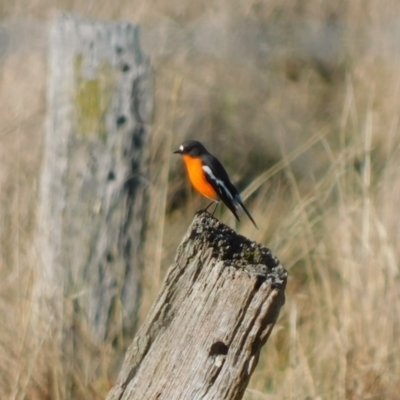 Petroica phoenicea (Flame Robin) at Jerrabomberra, ACT - 23 May 2023 by CallumBraeRuralProperty