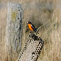 Petroica phoenicea (Flame Robin) at Jerrabomberra, ACT - 23 May 2023 by CallumBraeRuralProperty