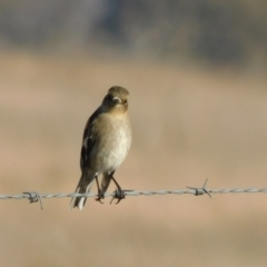 Petroica phoenicea at Jerrabomberra, ACT - 23 May 2023