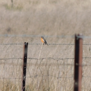 Petroica phoenicea at Jerrabomberra, ACT - 23 May 2023