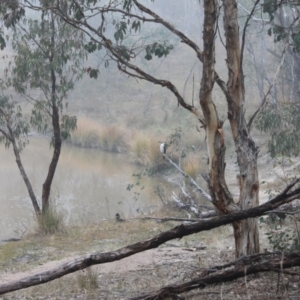 Microcarbo melanoleucos at Fisher, ACT - 23 May 2023 09:13 AM