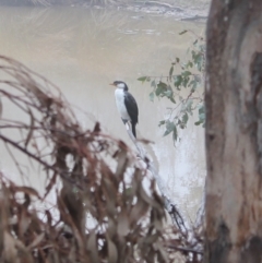 Microcarbo melanoleucos at Fisher, ACT - 23 May 2023