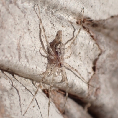 Tamopsis sp. (genus) (Two-tailed spider) at Murrumbateman, NSW - 23 May 2023 by SimoneC
