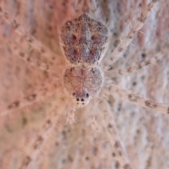 Tamopsis sp. (genus) at Murrumbateman, NSW - 23 May 2023