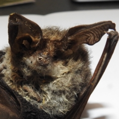 Nyctophilus sp. (genus) (A long-eared bat) at Coree, ACT - 23 May 2023 by HelenCross