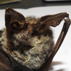 Unidentified Microbat at Coree, ACT - 23 May 2023 by HelenCross