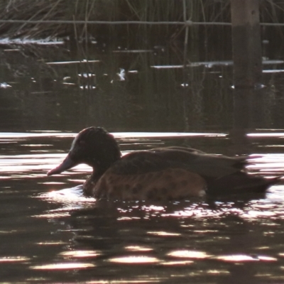 Anas castanea (Chestnut Teal) at Budjan Galindji (Franklin Grassland) Reserve - 23 May 2023 by AndyRoo