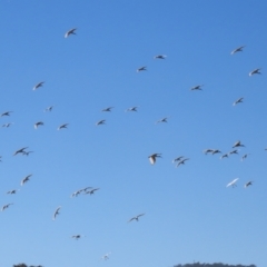 Threskiornis molucca (Australian White Ibis) at QPRC LGA - 23 May 2023 by RodDeb