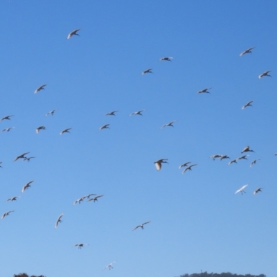 Threskiornis molucca (Australian White Ibis) at QPRC LGA - 23 May 2023 by RodDeb