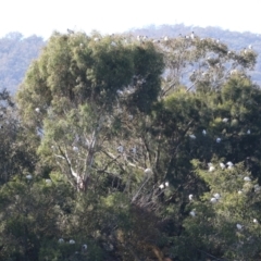 Threskiornis molucca at Jerrabomberra, NSW - 23 May 2023