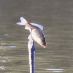 Cyprinus carpio (Common Carp) at QPRC LGA - 23 May 2023 by RodDeb