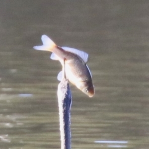 Cyprinus carpio at Jerrabomberra, NSW - 23 May 2023