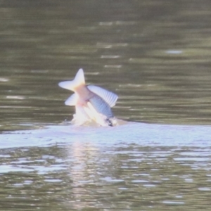 Cyprinus carpio at Jerrabomberra, NSW - 23 May 2023