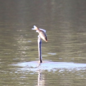 Anhinga novaehollandiae at Jerrabomberra, NSW - 23 May 2023