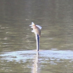 Anhinga novaehollandiae at Jerrabomberra, NSW - 23 May 2023 12:59 PM