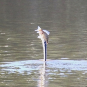 Anhinga novaehollandiae at Jerrabomberra, NSW - 23 May 2023