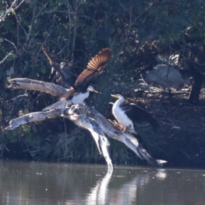 Anhinga novaehollandiae at Jerrabomberra, NSW - 23 May 2023