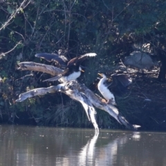 Anhinga novaehollandiae at Jerrabomberra, NSW - 23 May 2023