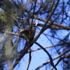 Rhipidura albiscapa (Grey Fantail) at QPRC LGA - 23 May 2023 by RodDeb