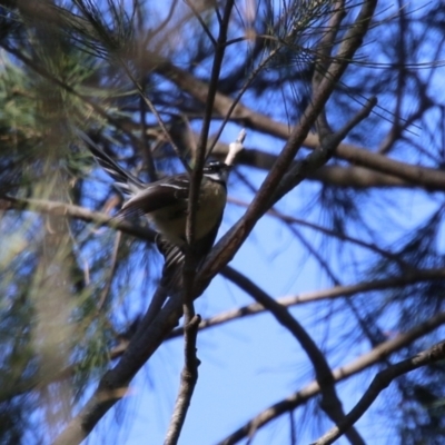 Rhipidura albiscapa (Grey Fantail) at Jerrabomberra Creek - 23 May 2023 by RodDeb