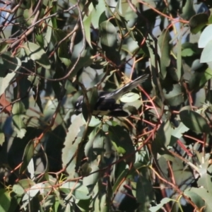 Rhipidura albiscapa at Jerrabomberra, NSW - 23 May 2023