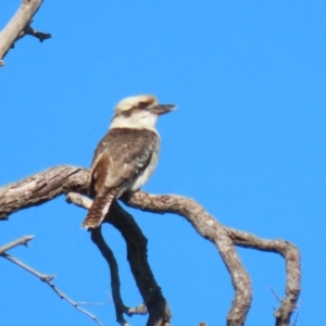 Dacelo novaeguineae at Jerrabomberra, NSW - 23 May 2023