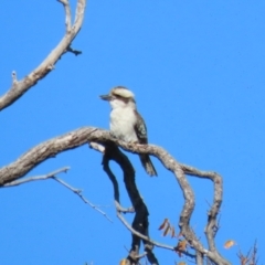 Dacelo novaeguineae at Jerrabomberra, NSW - 23 May 2023