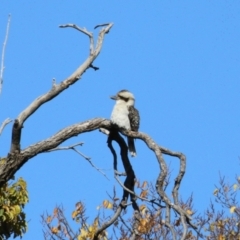 Dacelo novaeguineae at Jerrabomberra, NSW - 23 May 2023