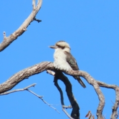 Dacelo novaeguineae at Jerrabomberra, NSW - 23 May 2023 12:37 PM