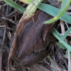 Litoria verreauxii verreauxii (Whistling Tree-frog) at Harrison, ACT - 23 May 2023 by AndyRoo