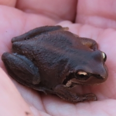 Litoria verreauxii verreauxii at Harrison, ACT - 23 May 2023