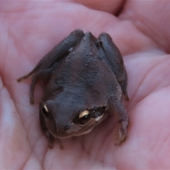 Litoria verreauxii verreauxii at Harrison, ACT - 23 May 2023