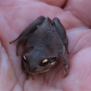 Litoria verreauxii verreauxii at Harrison, ACT - 23 May 2023